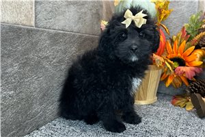 Pandora - Aussiedoodle for sale