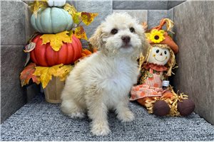 Sadie - Aussiedoodle for sale