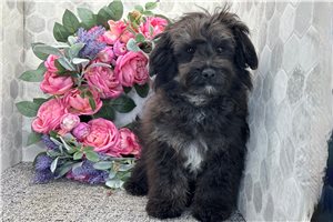 Chief - puppy for sale
