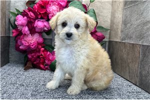 Perdita - Aussiedoodle for sale
