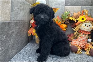 Romeo - Aussiedoodle for sale