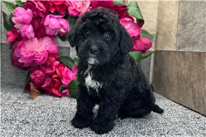 Rhett - Aussiedoodle for sale