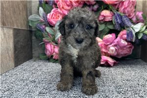 Phillip - puppy for sale
