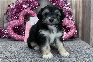 Cashmere - puppy for sale