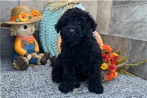 Romeo - Aussiedoodle for sale