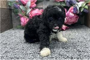 Ruthie - puppy for sale