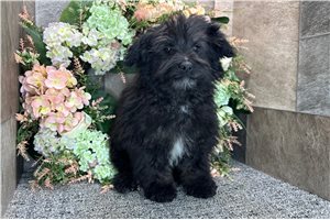 Chief - Aussiedoodle for sale