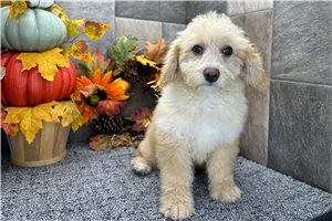 Shauna - Aussiedoodle for sale