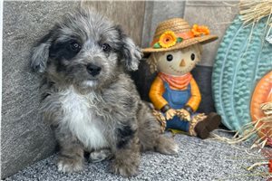 Sabrina - Aussiedoodle for sale