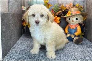 Sadie - Aussiedoodle for sale