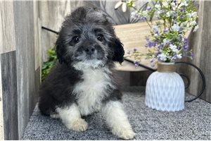 Chip - Aussiedoodle for sale