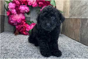 Romeo - Aussiedoodle for sale