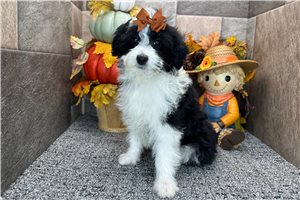 Paisley - Aussiedoodle for sale