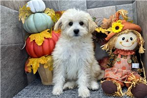 Perdita - Aussiedoodle for sale