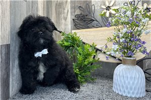 Chief - puppy for sale
