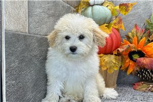Sierra - Aussiedoodle for sale