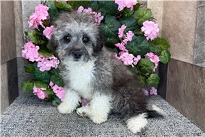 Chip - Aussiedoodle for sale