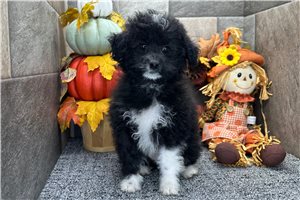 Ruthie - Aussiedoodle for sale