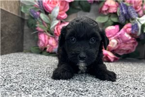 Rhett - Aussiedoodle for sale