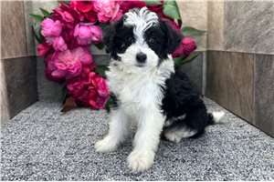 Paisley - Aussiedoodle for sale