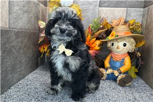 Raya - Aussiedoodle for sale