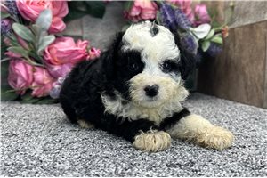 Peaches - Aussiedoodle for sale