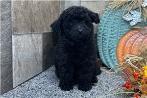 Reagan - Aussiedoodle for sale