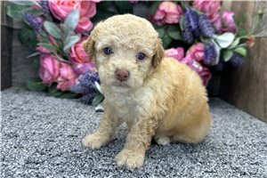 Sadie - puppy for sale