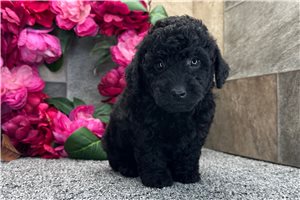 Ricardo - Aussiedoodle for sale