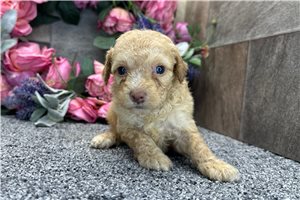 Shauna - puppy for sale