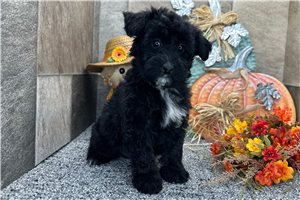 Rhett - Aussiedoodle for sale