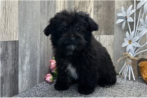 Chief - Aussiedoodle for sale