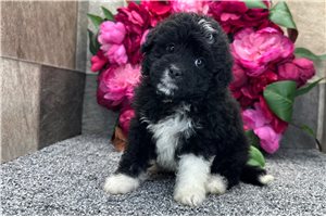 Ruthie - Aussiedoodle for sale