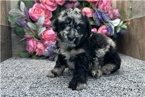 Raya - puppy for sale