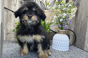 Casey - puppy for sale