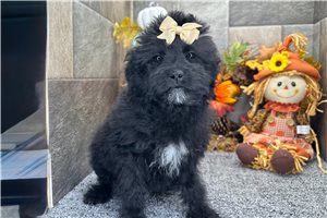Pandora - Aussiedoodle for sale
