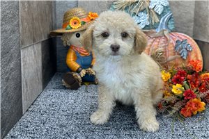 Sadie - Aussiedoodle for sale