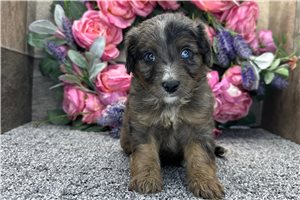 Poppy - puppy for sale