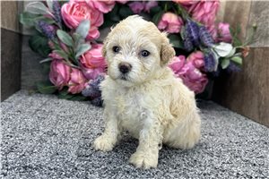 Sierra - puppy for sale
