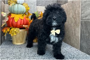 Rhett - Aussiedoodle for sale