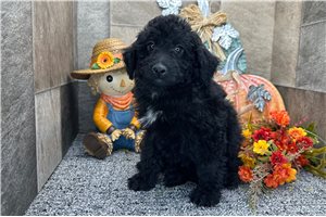 Plato - Aussiedoodle for sale