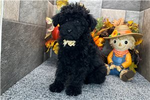 Romeo - Aussiedoodle for sale