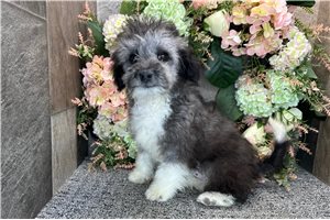 Chip - Aussiedoodle for sale