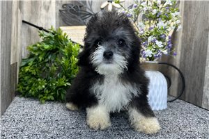 Carrie - Aussiedoodle for sale