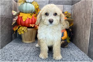 Shauna - Aussiedoodle for sale