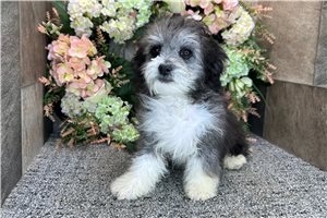 Carrie - Aussiedoodle for sale