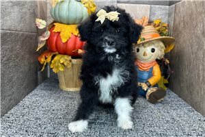 Ruthie - Aussiedoodle for sale