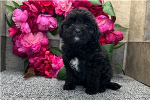 Pandora - Aussiedoodle for sale