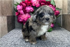 Sabrina - Aussiedoodle for sale