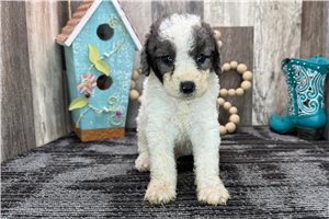 Anthony - puppy for sale